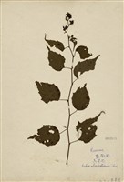 藏品(高梁泡)的圖片